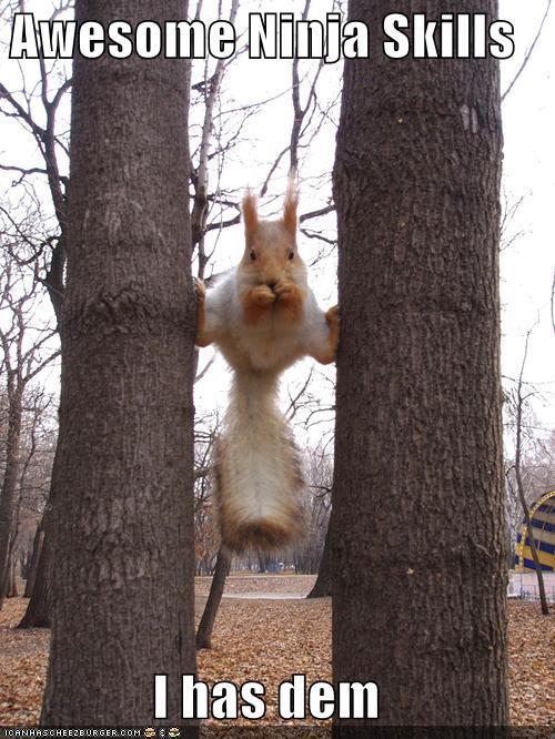 download_squirrel_ninja_skills.jpg