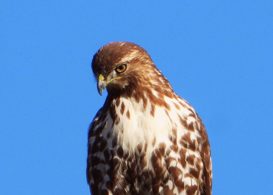 Red-tailed Hawk