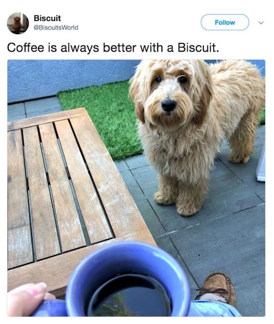 funny-image-of-biscuit-dog-coffee-and-biscuit_08_10_2018.jpg