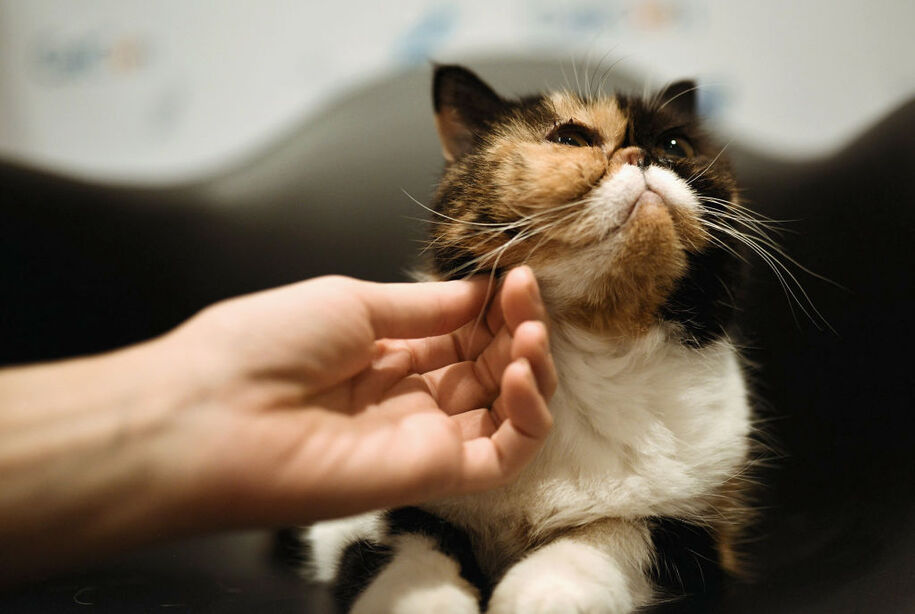 PASADENA, CA - AUGUST 05: Pudge the Cat attends CatCon Worldwide 2018 at Pasadena Convention Center on August 5, 2018 in Pasadena, California.  (Photo by Chelsea Guglielmino/Getty Images)