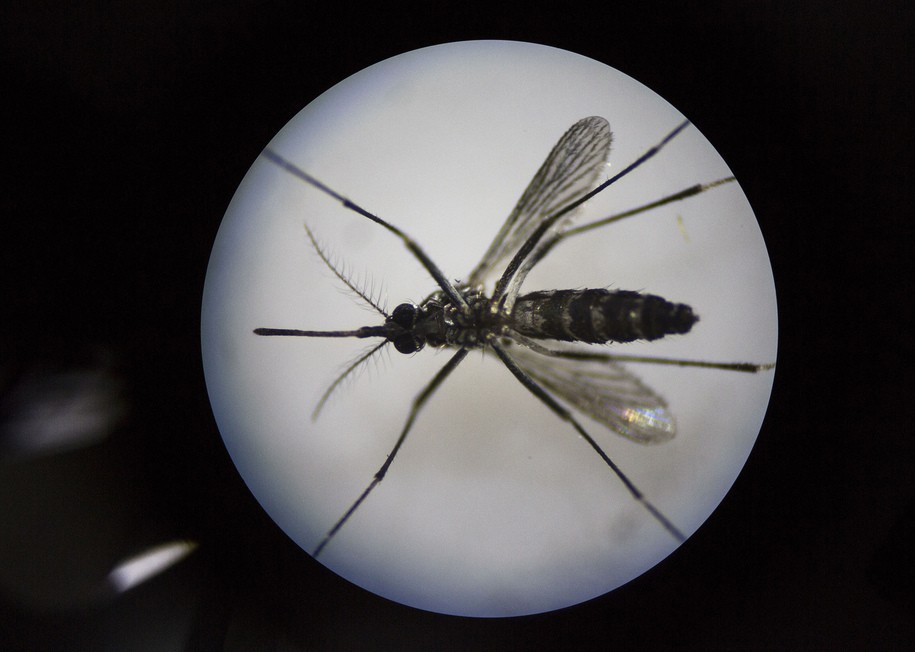 GUANGZHOU, CHINA - JUNE 21:  An adult female mosquito is seen uder a microscope at the Sun Yat-Sen University-Michigan University Joint Center of Vector Control for Tropical Disease on June 21, 2016 in Guangzhou, China. Considered the world's largest mosquito factory, the laboratory raises millions of male mosquitos for research that could prove key to the race to prevent the spread of Zika virus. The lab's mosquitos are infected with a strain of Wolbachia pipientis, a common bacterium shown to inhibit Zika and related viruses including dengue fever. Researchers release the infected mosquitos at nearby Shazai island to mate with wild females who then inherit the Wolbachia bacterium which prevents the proper fertilization of her eggs. The results so far are hopeful:  After a year of research and field trials on the island, the lab claims there is 99% suppression of the population of Aedes albopictus or Asia tiger mosquito, the type known to carry Zika virus. Researchers believe if their method proves successful, it could be applied on a wider scale to eradicate virus-carrying mosquitos in Zika-affected areas around the world.  The project is an international non-profit collaboration lead by Professor Xi Zhiyong, director of the Sun Yat-Sen University-Michigan University Joint Center of Vector Control for Tropical Disease with support from various levels of China's government and other organizations.   (Photo by Kevin Frayer/Getty Images)