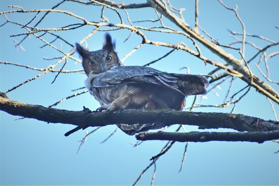 Odious Owl, female GHOW