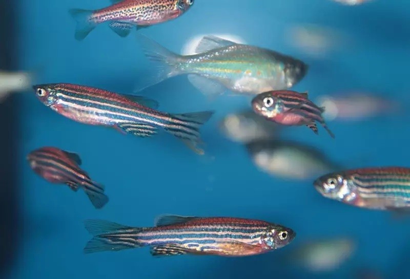 group-of-zebrafish-blue-background.jpg