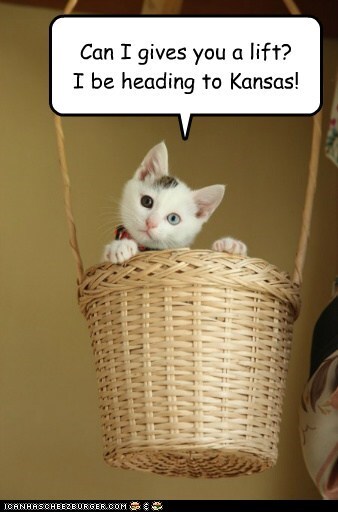 Hot-air-balloon-kitten-going-to-Kansas-cheezburger.jpg