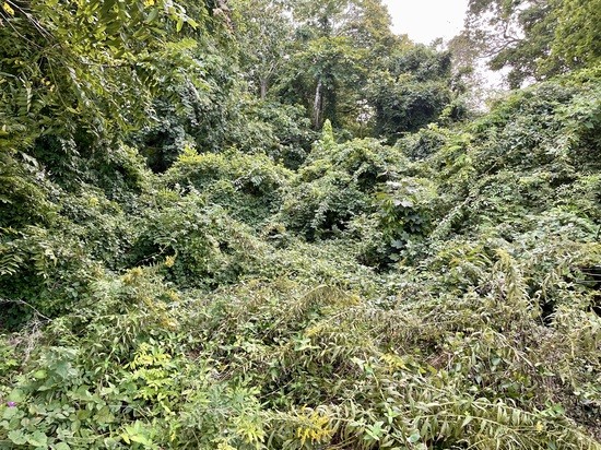 A Mountain of Invasive Vines But With Seaside Goldenrod