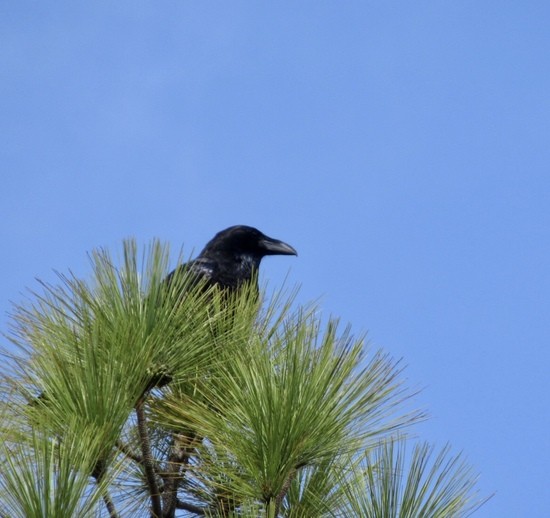 La Palma