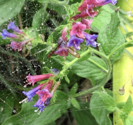 Native endemic https://en.wikipedia.org/wiki/Echium_stenosiphon