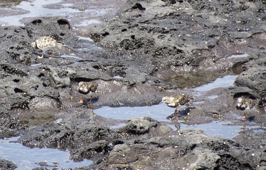 Ruddy Turnstone Birds