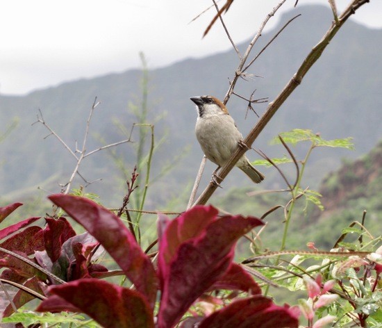 Santo Antao-----