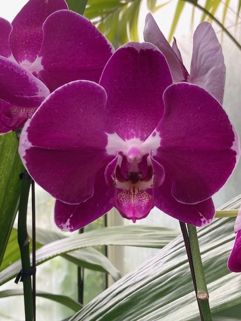 Flowers at conservatory at Volunteer Park, Seattle