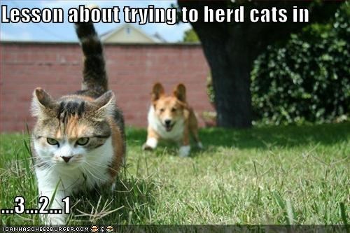 Kids-corgi-herding-angry-cat-meme-icanhascheezburger.jpeg