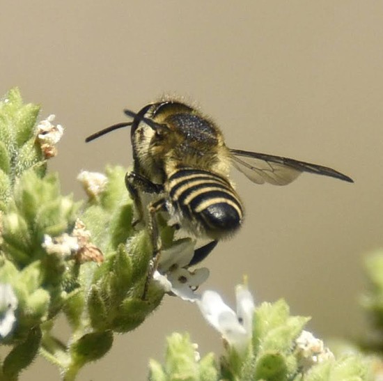 LCbeeoregano7-19-23.jpg