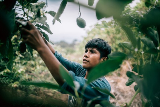 FOR EDITORIAL-OPINION USE ONLY: Many day laborers, like Miguel (16), are still very young, seen in Tancitaro on June 27, 2022 . Even though child labor is illegal in Mexico, enforcement is lacking, and many families depend on the additional income. (Photo by Axel Javier Sulzbacher)