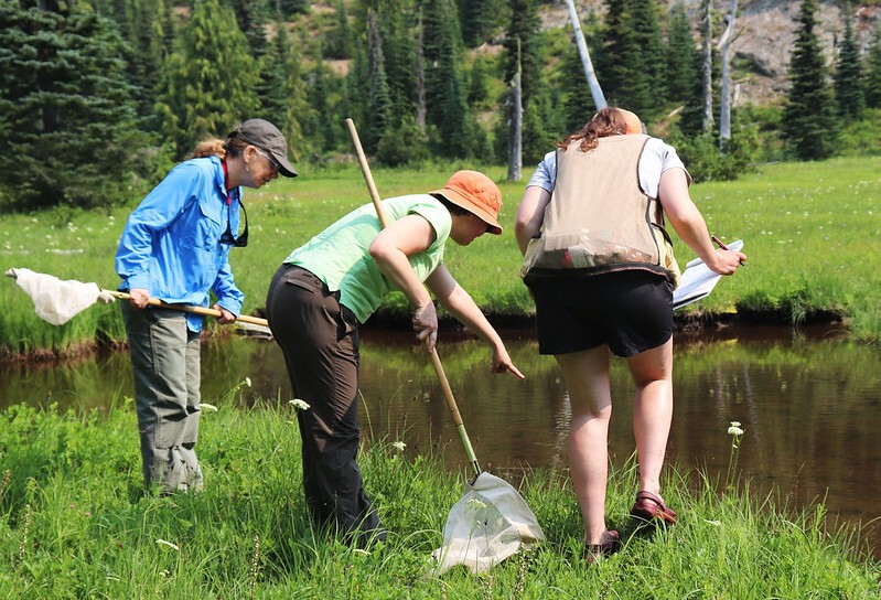 Three people holding sampling dip nets  stand on a grassy bank and look into a small stream,