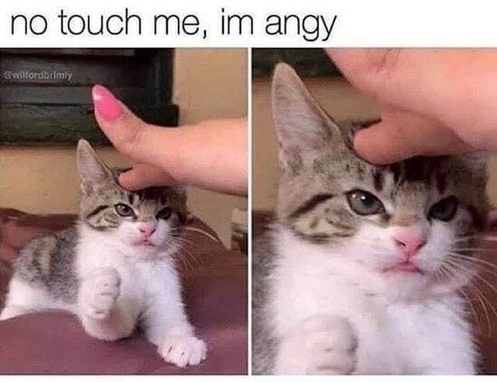 no-touch-me-im-angy-tiny-kitten-baby-cat-looking-angry-while-being-pet-by-a-human-hand.jpeg