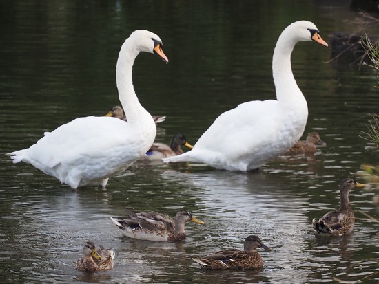 two swans and seven ducks