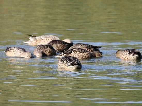 Northern Shovelers