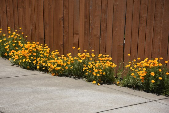 Poppies5-31-23.jpg