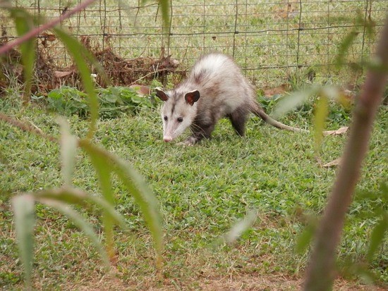 possum-183851_640.jpg