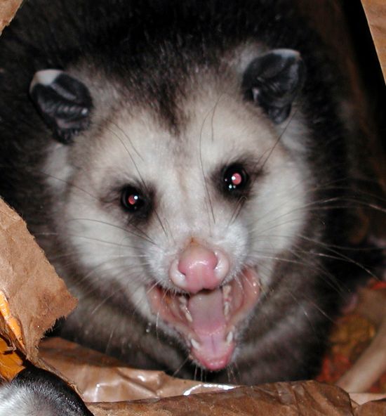 Possum.jpg