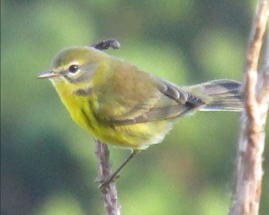 PrairieWarbler.JPG