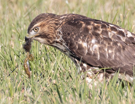 Bucket RT Hawk catches prey