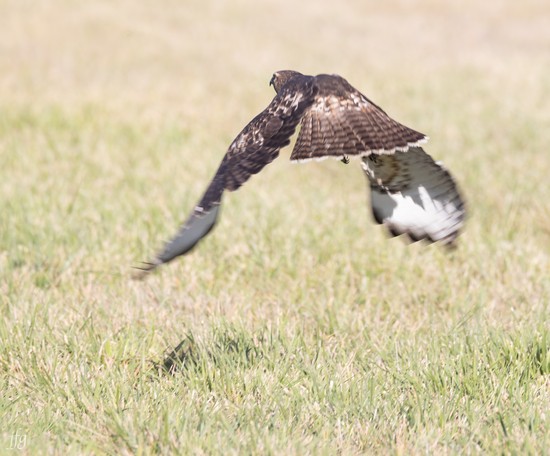 Bucket RT Hawk catches prey