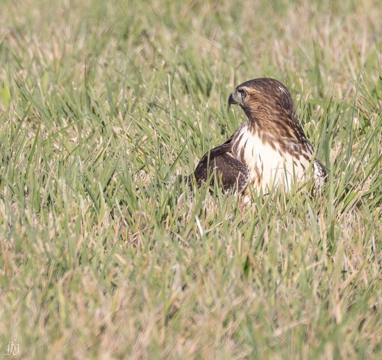 Bucket RT Hawk catches prey