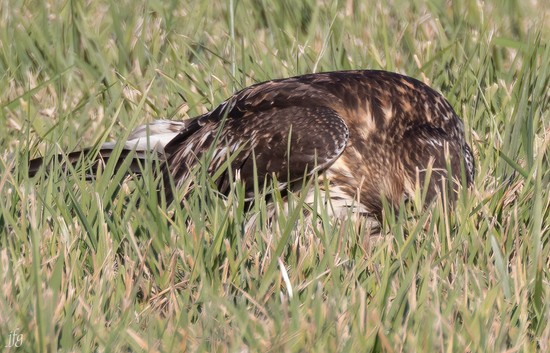 Bucket RT Hawk catches prey