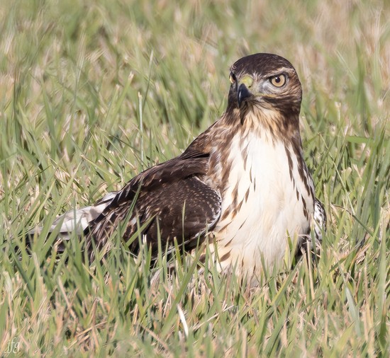 Bucket RT Hawk catches prey