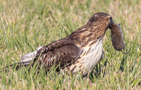 Bucket RT Hawk catches prey