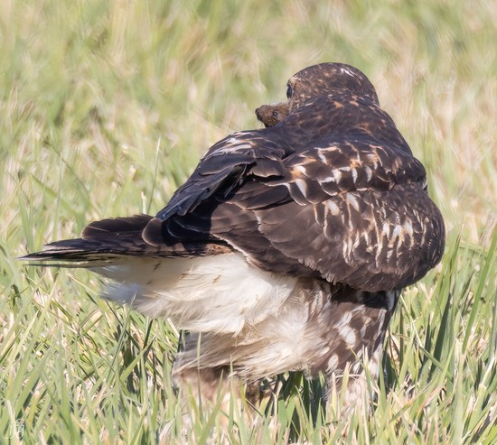 Bucket RT Hawk catches prey