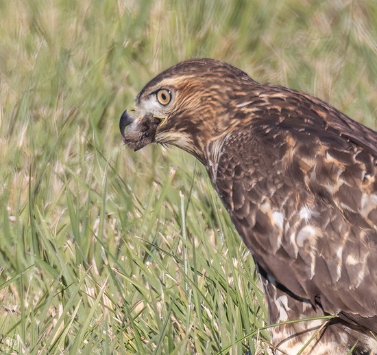 Bucket RT Hawk catches prey