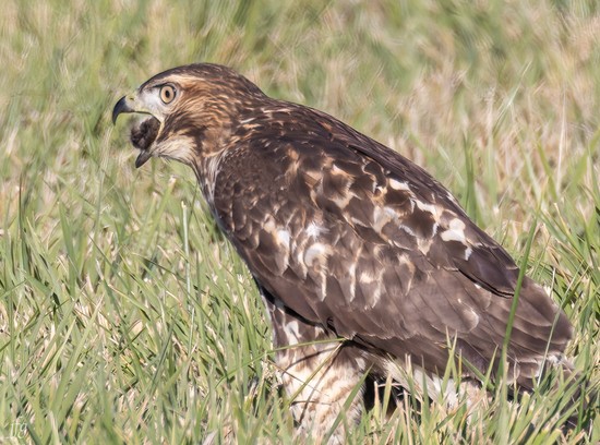 Bucket RT Hawk catches prey