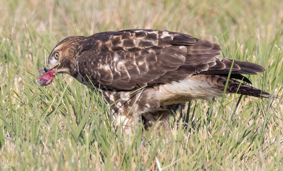 Bucket RT Hawk catches prey