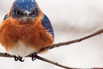 snow-covered-angry-bluebird-T-Kn0FeM.jpeg