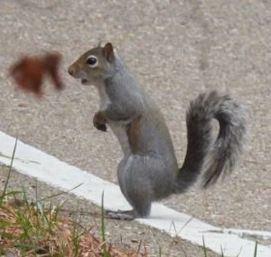 squirrel.JPG