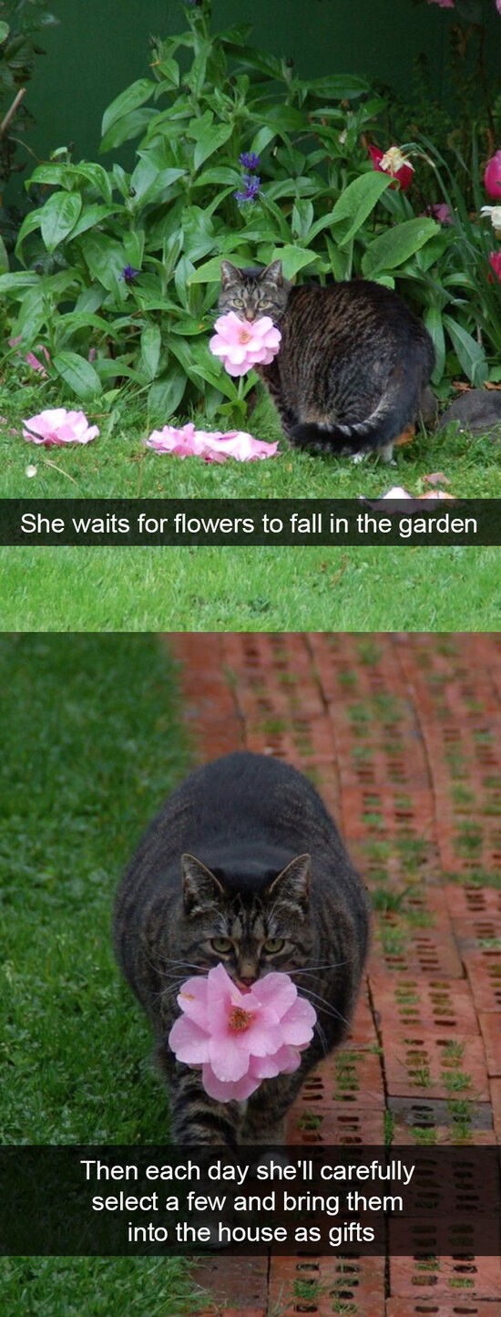 Theflowerbringercat.jpg