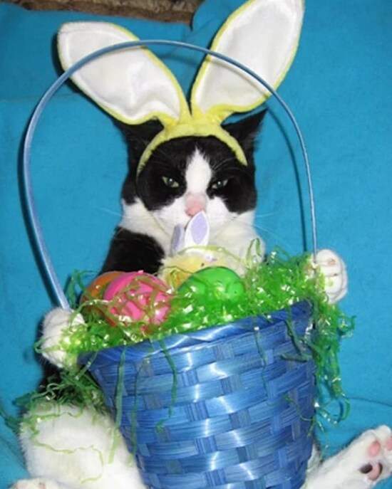 Top-10-Pictures-of-Angry-Easter-Cats-9.jpg