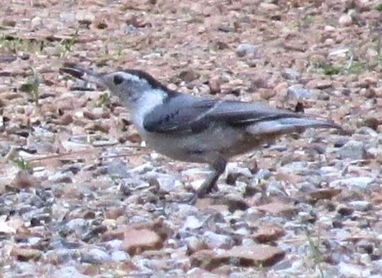 White-breastedNuthatchjuv..JPG