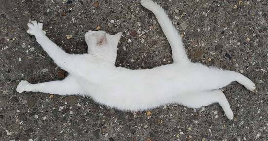 whitecatstretch.jpg