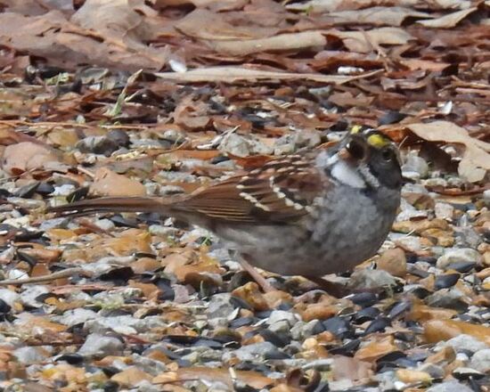 whitethroatwithseed.JPG