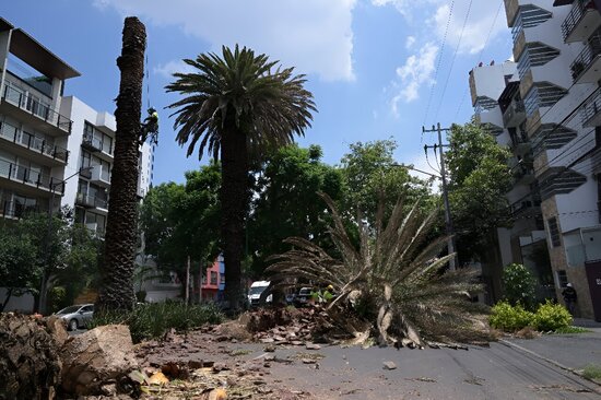 Workers cut down disease-stricken palm trees in Mexico City. Climate change and a deadly disease spread by insects have forced authorities in Mexico City to chop down palm trees beloved by residents as an emblem of the capital.