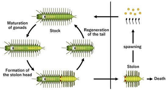 worm07_cycle.jpg