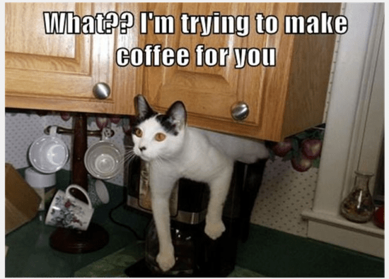 catmakescoffee.PNG