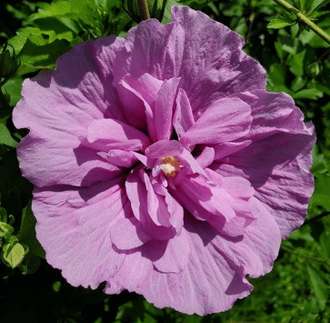 Closeup of single hibiscus blossom