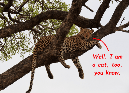 leopard in tree