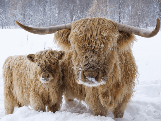 LookatTheseCowsintheSnow_MinnesotaMonthly.png