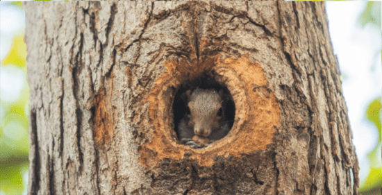 squirrel in tree longer shot